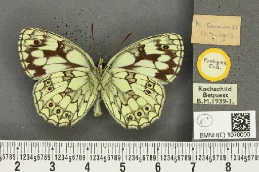 Melanargia galathea serena Verity, 1913 - BMNHE_1070090_36069