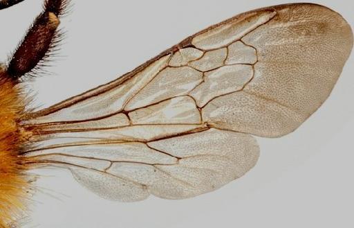 Bombus (Thoracobombus) pascuorum (Scopoli, 1763) - Bombus pascuorum BMNH(E)970524_MOD.1500x2385 right wings