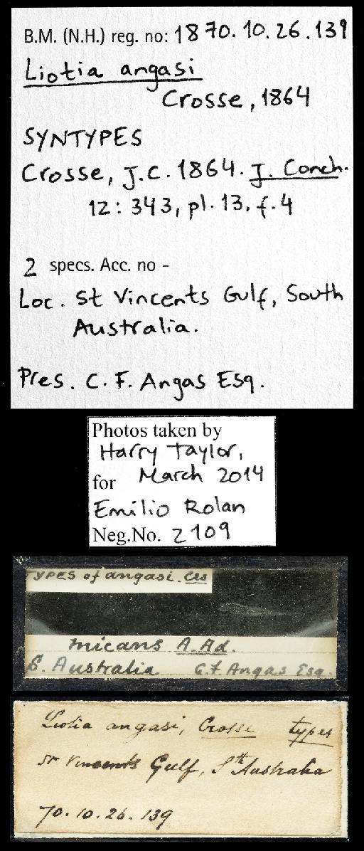 Liotia angasi Crosse, 1864 - 1870.10.26.139_labels