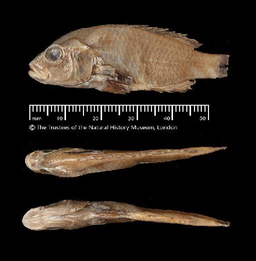 Paratilapia wingatii Boulenger, 1902 - BMNH 1907.12.2.3118, HOLOTYPE, Paratilapia wingatii