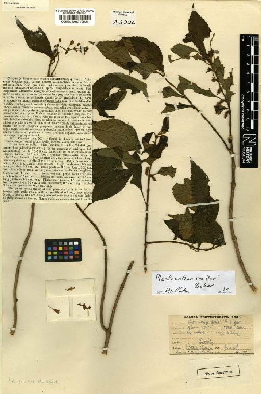 Plectranthus melleri Baker - BM000564007