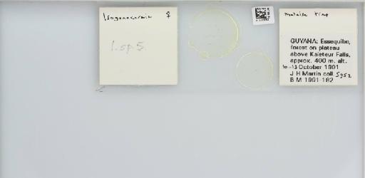 Isogonoceraia Tuthill, 1964 - 013483062_117198_1146272_157715_NonType_result