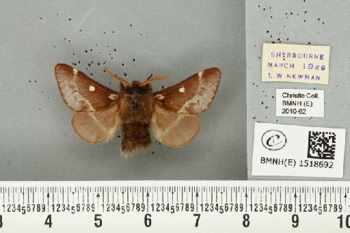 Eriogaster lanestris (Linnaeus, 1758) - BMNHE_1518692_191947