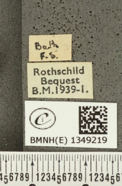 Ochlodes sylvanus ab. opposita Tutt, 1906 - BMNHE_1349219_label_155443