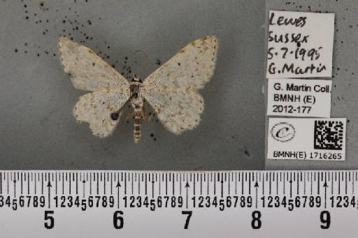 Scopula marginepunctata (Goeze, 1781) - BMNHE_1716265_269472