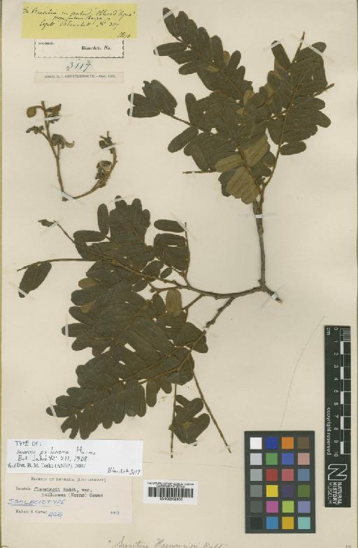 Swartzia flaemingii var. psilonema (Harms) Cowan - BM000952056