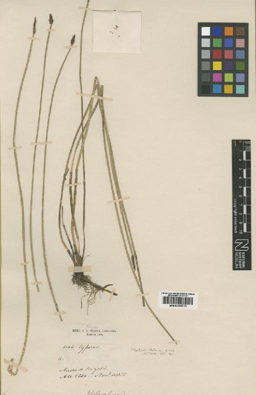 Eleocharis andesica C.B.Clarke - BM000798713