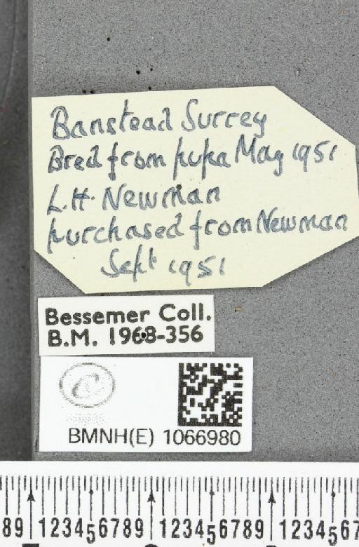 Lasiommata megera ab. croesus Stauder, 1922 - BMNHE_1066980_label_30048