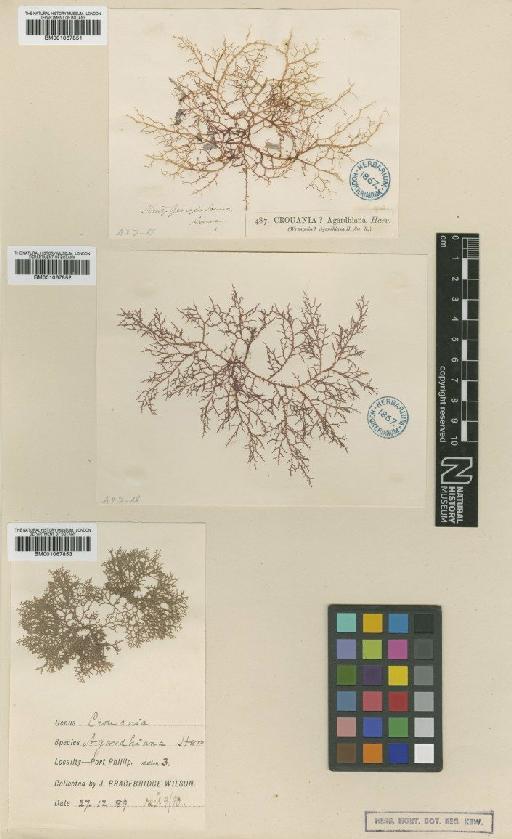 Ptilocladia agardhiana (Harv.) E.M.Woll. - BM001067852