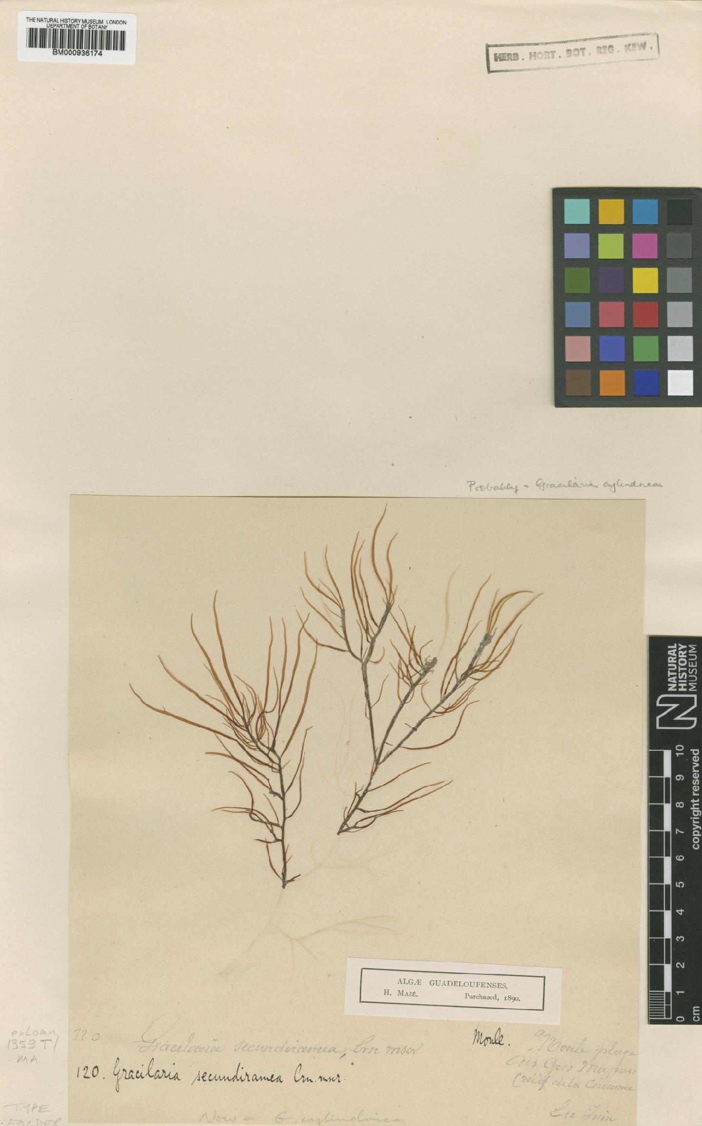 To NHMUK collection (Gracilaria cylindrica Borgesen; Type; NHMUK:ecatalogue:436939)