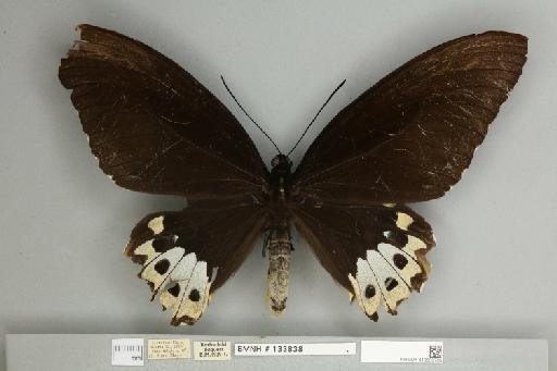 Ornithoptera priamus poseidon Doubleday, 1847 - 013603705__