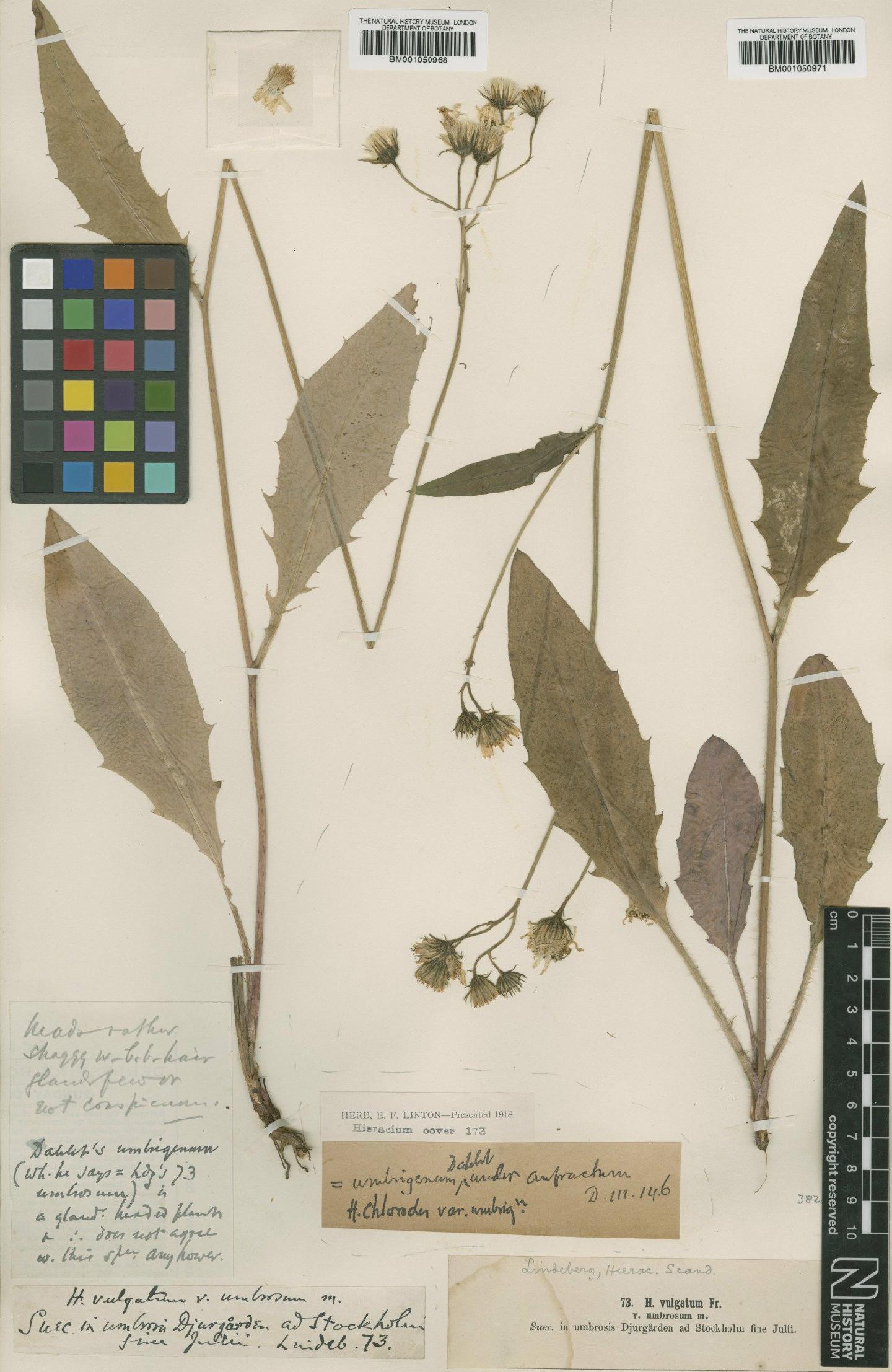 To NHMUK collection (Hieracium vulgatum subsp. chlorodes (Dahlst.) Zahn; TYPE; NHMUK:ecatalogue:2413890)