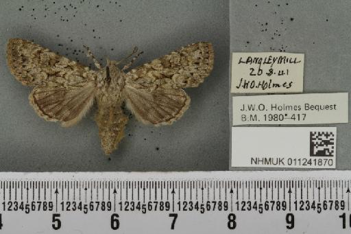 Antitype chi (Linnaeus, 1758) - NHMUK_011241870_642979