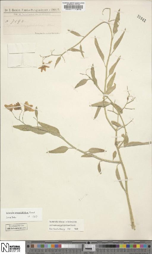 Solanum amygdalifolium Steud - BM000527411