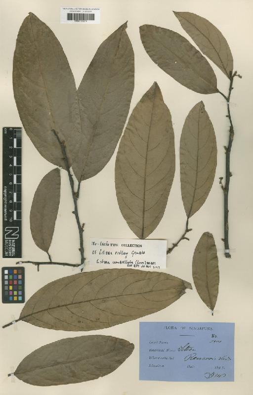 Litsea umbellata (Lour.) Merr. - BM001209870