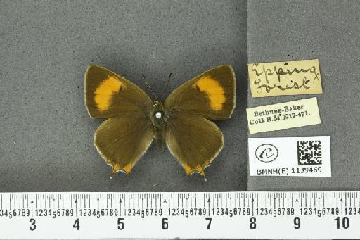 Thecla betulae (Linnaeus, 1758) - BMNHE_1139469_95454