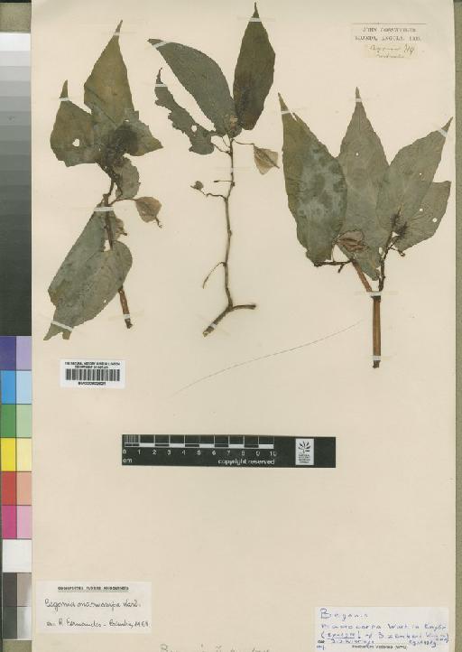 Begonia macrocarpa Warb. - BM000902621