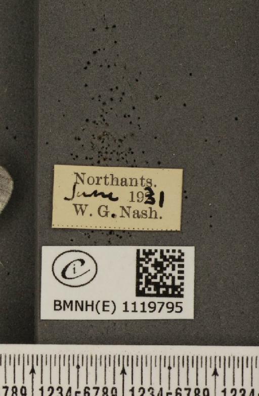 Leptidea sinapis sinapis Linnaeus, 1758 - BMNHE_1119795_label_74591