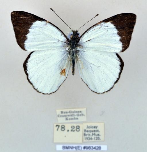 Delias microsticha terranea Talbot, 1928 - BMNH(E)983428_Delias microsticha terranea_ Talb