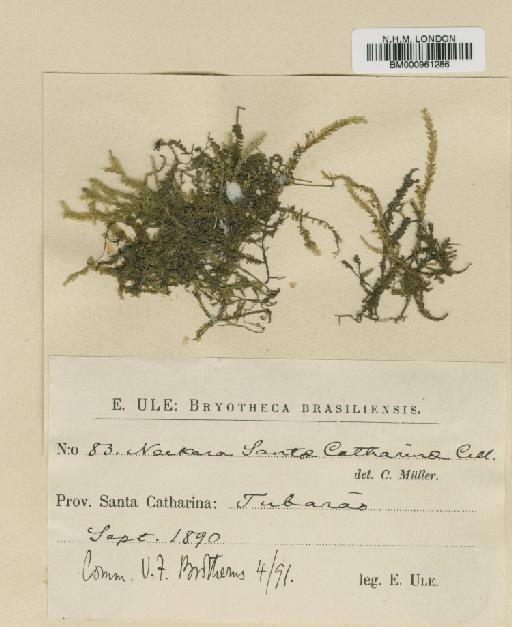 Neckeropsis disticha Hedw. - BM000961286