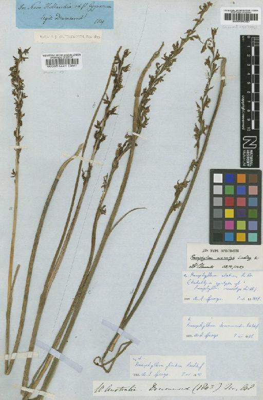 Prasophyllum elatum R.Br. - BM000051441