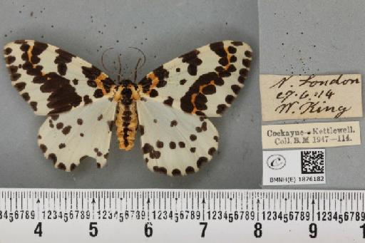 Abraxas grossulariata (Linnaeus, 1758) - BMNHE_1876182_436674