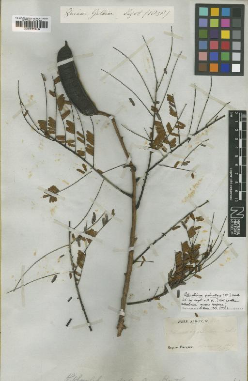 Pithecellobium pedicellare (DC.) Benth. - BM000952439