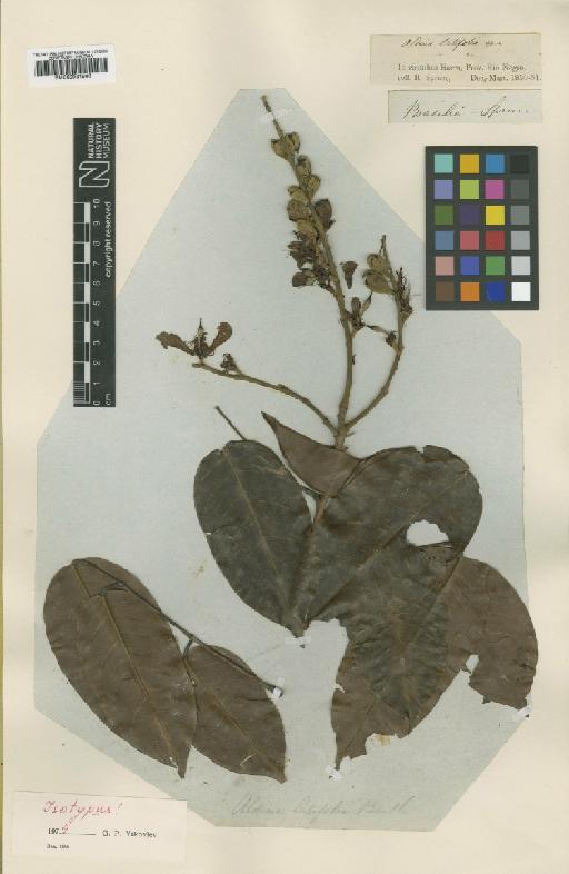 Aldina latifolia Benth. - BM000931993