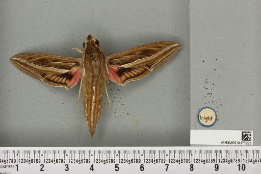 Hippotion celerio (Linnaeus, 1758) - NHMUK_010477225_534830