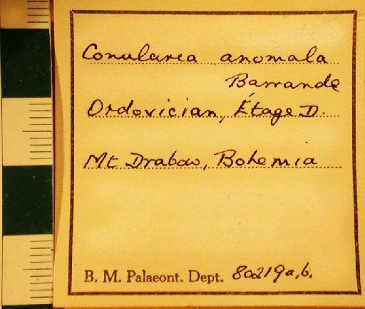 Metaconularia anomala (Barrande, 1867) - 80219a,b. Conularia anomala (label-1)