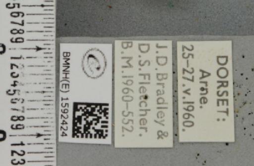 Idaea subsericeata (Haworth, 1809) - BMNHE_1592424_label_263421