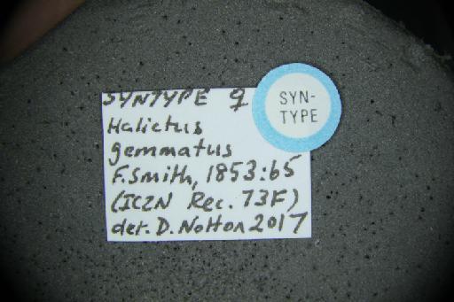 Halictus gemmatus Smith, F., 1853 - Halictus_gemmatus-NHMUK010265371-type-female-label5