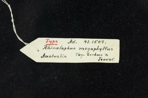 Rhinolophus megaphyllus Gray, 1834 - 1941_1509-Rhinolophus_megaphyllus-Type-Skull-label