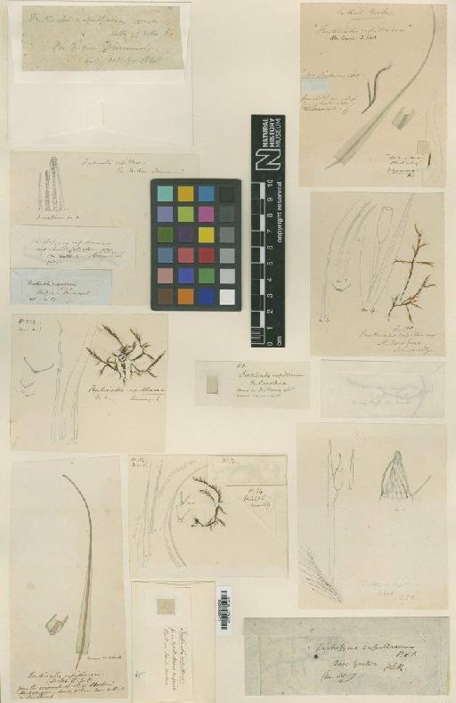 Dichelyma capillaceum (With.) Myrin - BM000986471_a