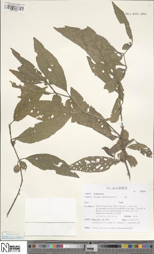 Solanum gnaphalocarpon Vell. - BM001120567