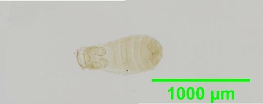 Liposcelis paetus Pearman, 1942 - 010150898__2016_03_17_s3