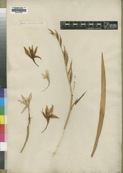 Gladiolus blandus Aiton - BM000922062