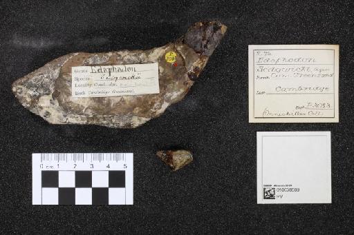 Edaphodon sedgwicki infraphylum Gnathostomata Agassiz, 1843 - 010038689_L010040984_(1)