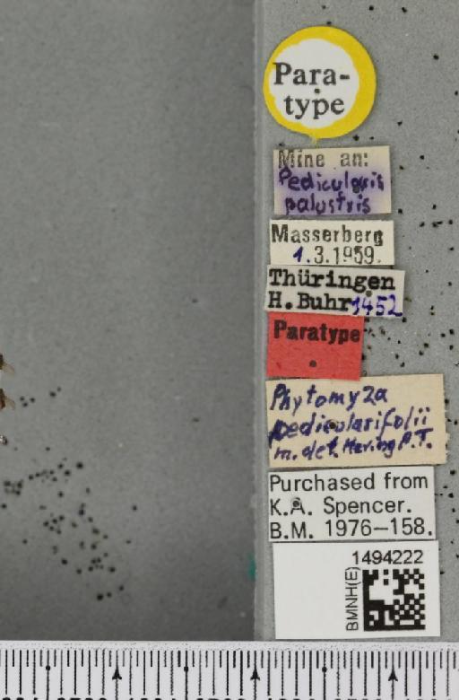 Phytomyza pedicularifolii Hering, 1960 - BMNHE_1494222_label_54911