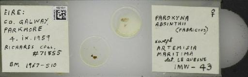 Campiglossa absinthii (Fabricius, 1805) - BMNHE_1501541_57503