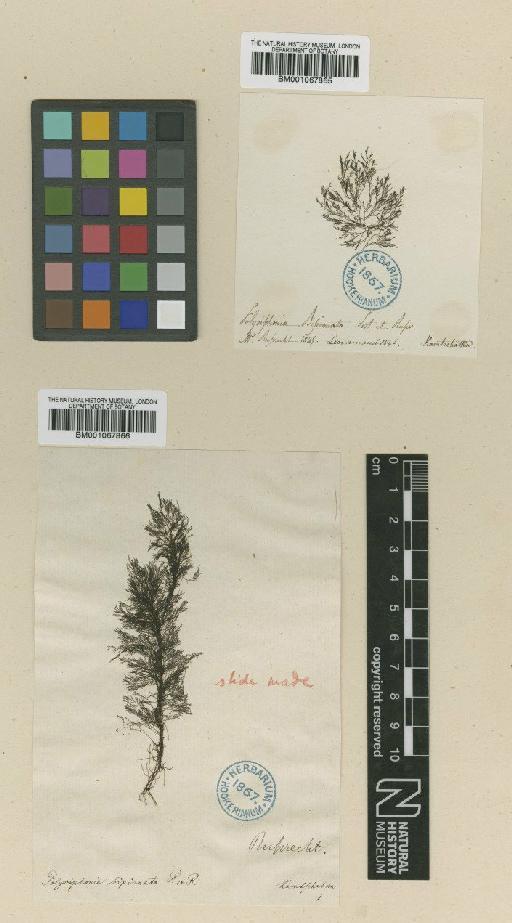 Pterosiphonia bipinnata (Postels & Rupr.) Falkenb. - BM001067866