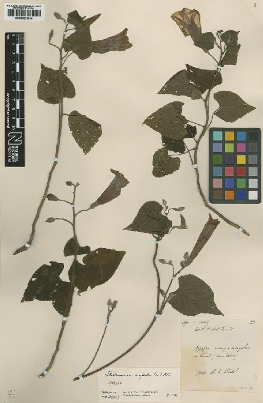 Ipomoea neglecta (Ooststr.) J.R.I.Wood & Scotland - BM000929016