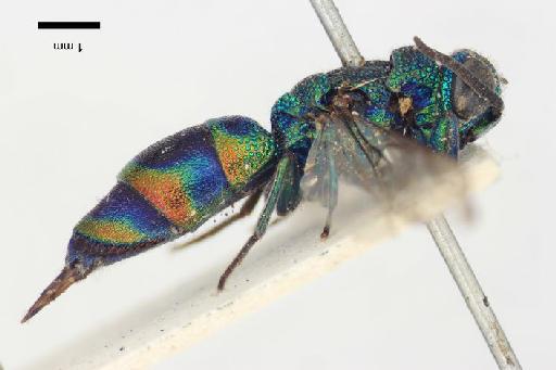 Chrysis fasciata var. daphne Smith, F., 1874 - Chrysis_fasciata_var_daphne-BMNH(E)#970905_type-lateral-1_6X