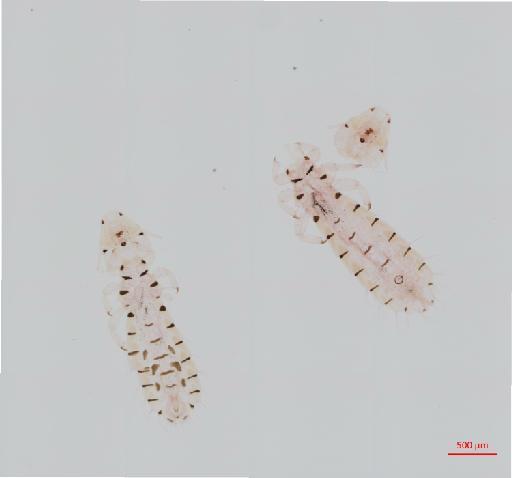 Quadraceps punctatus regressus Timmermann, 1952 - 010688171__2017_08_10-Scene-1-ScanRegion0