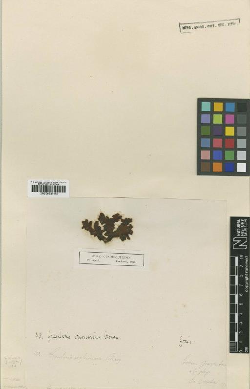 Gracilaria crassissima (P.Crouan & H.Crouan) P.Crouan & H.Crouan - BM000936165