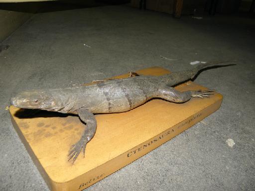 Ctenosaura similis Gray, 1831 - Ctenosaura completa (similis) 45.8.5.18 (a).JPG