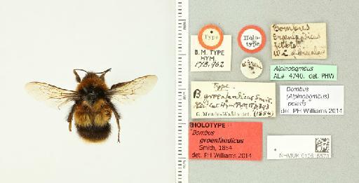 Bombus (Alpinobombus) groenlandicus Smith, F., 1854 - 010815573_834968_521569-