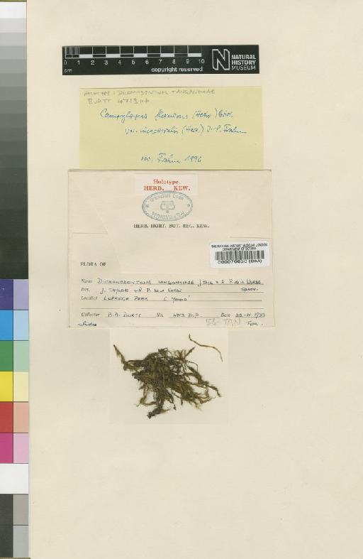 Campylopus flexuosus var. incacorralis (Herzog) Frahm - BM000079630_a