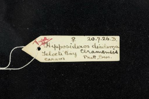 Hipposideros diadema ceramensis Laurie and  Hill, 1954 - 1920_7_26_3-Hipposideros_diadema_ceramensis-Holotype-Skull-label