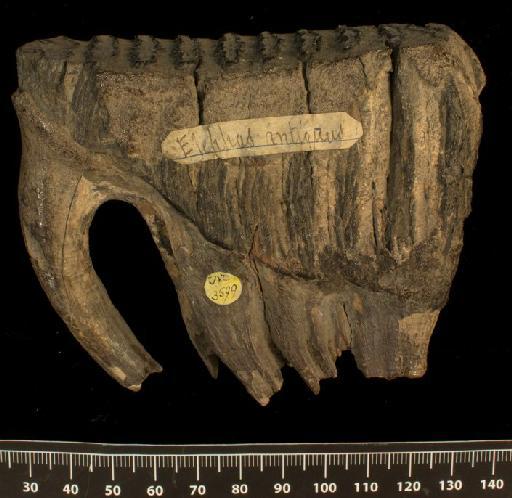 Palaeoloxodon antiquus (Falconer, 1857) - NHMUK PV M 3599a Right lower dp4 of Palaeoloxodon antiquus from Barnstaple, England (1)